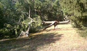 Tree Tree