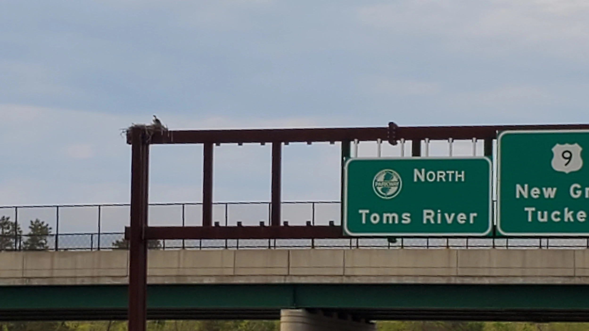 Osprey and nest high above Exit 50 on the Garden State Parkway in Bass River Township - Photo: Chris Coleman