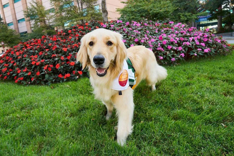 Meet Rosalie, the New St. Jude Facility Dog