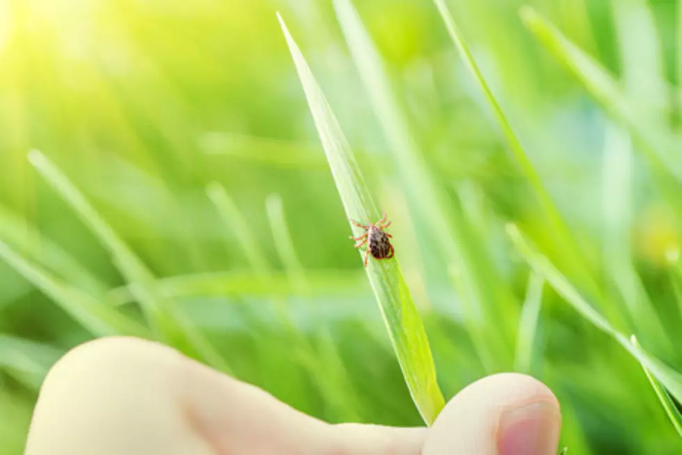 Yuck, Keep Your Eye Out for This Tick in New Jersey
