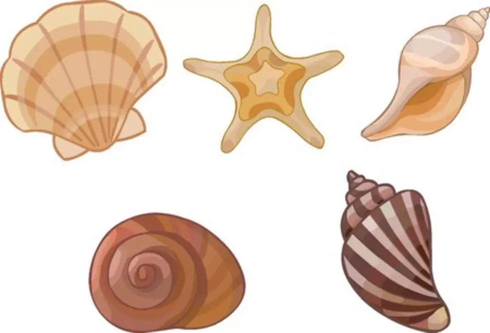 Love Sea Shelling! This New Jersey Beach is the Best for it