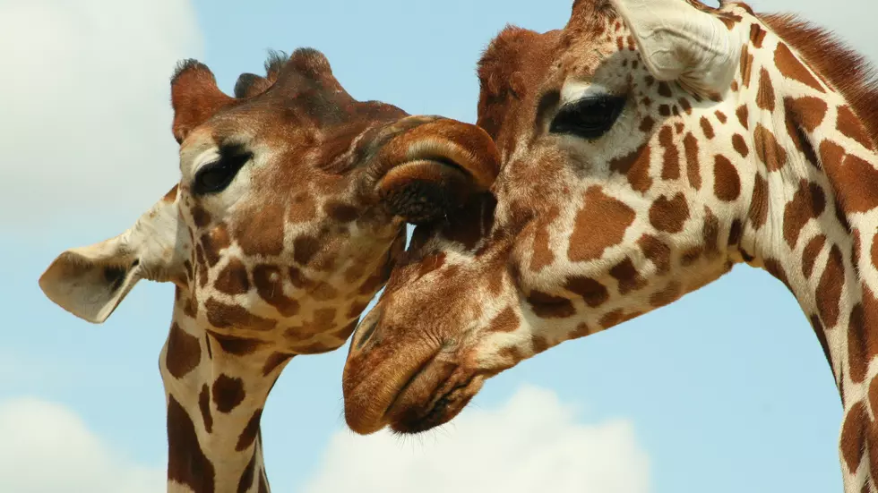 Too Cool! Six Flags To Build A New Fantastic Safari Resort In Jackson, NJ