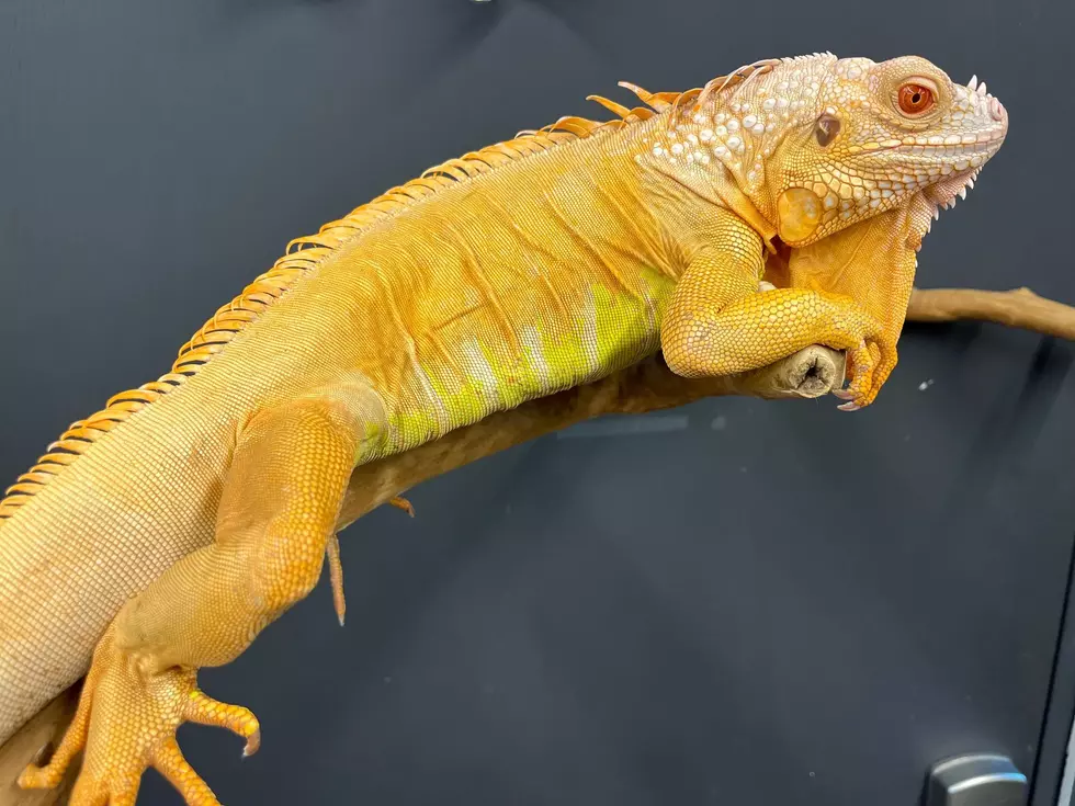 NJExoticPets.com