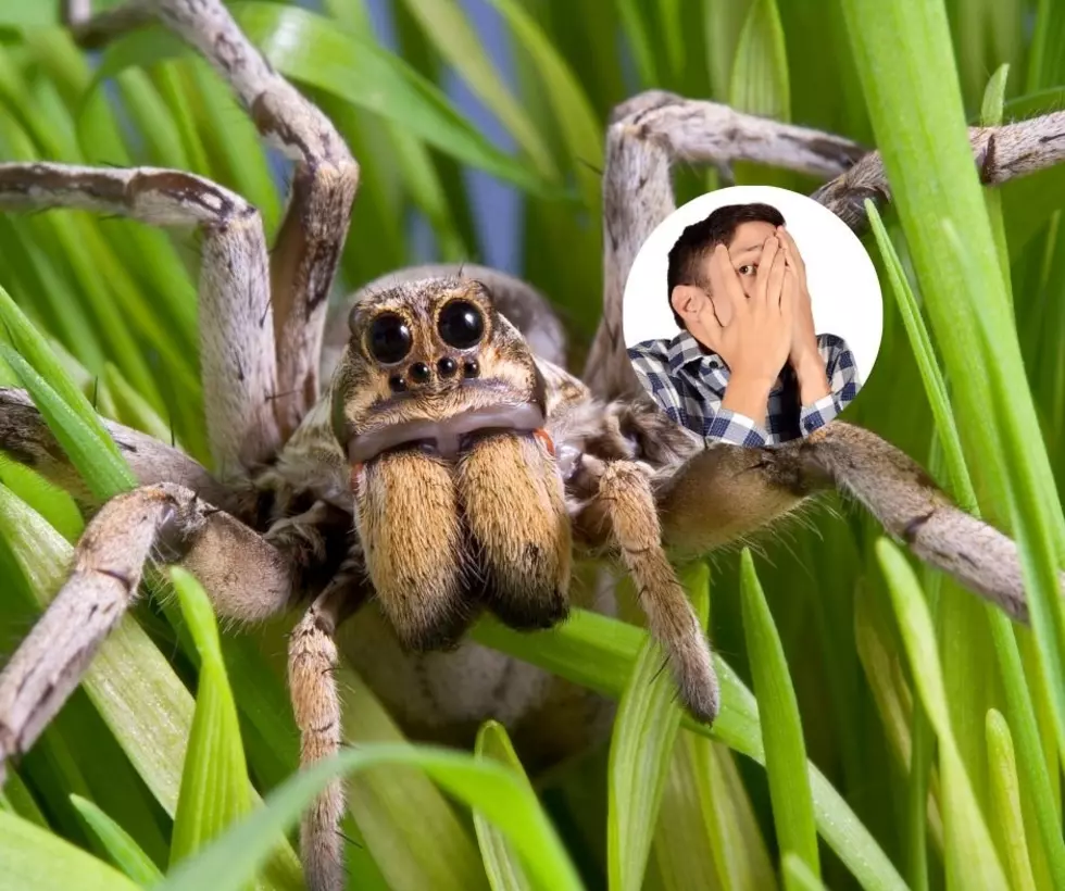 New Jersey’s Most Dangerous Spiders: Four to Look Out For