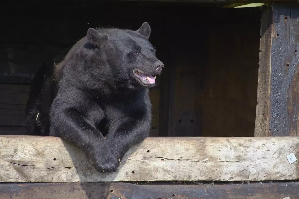 Bear Sighting In Winslow Township