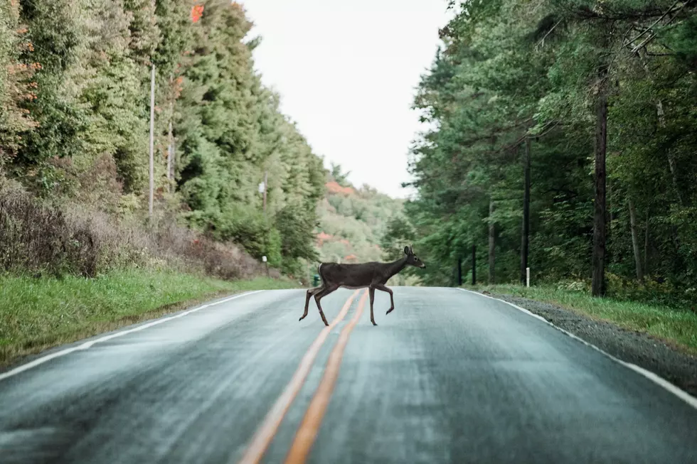 Watch Out For Deer Getting Freaky! It’s Rut Season In South Jersey