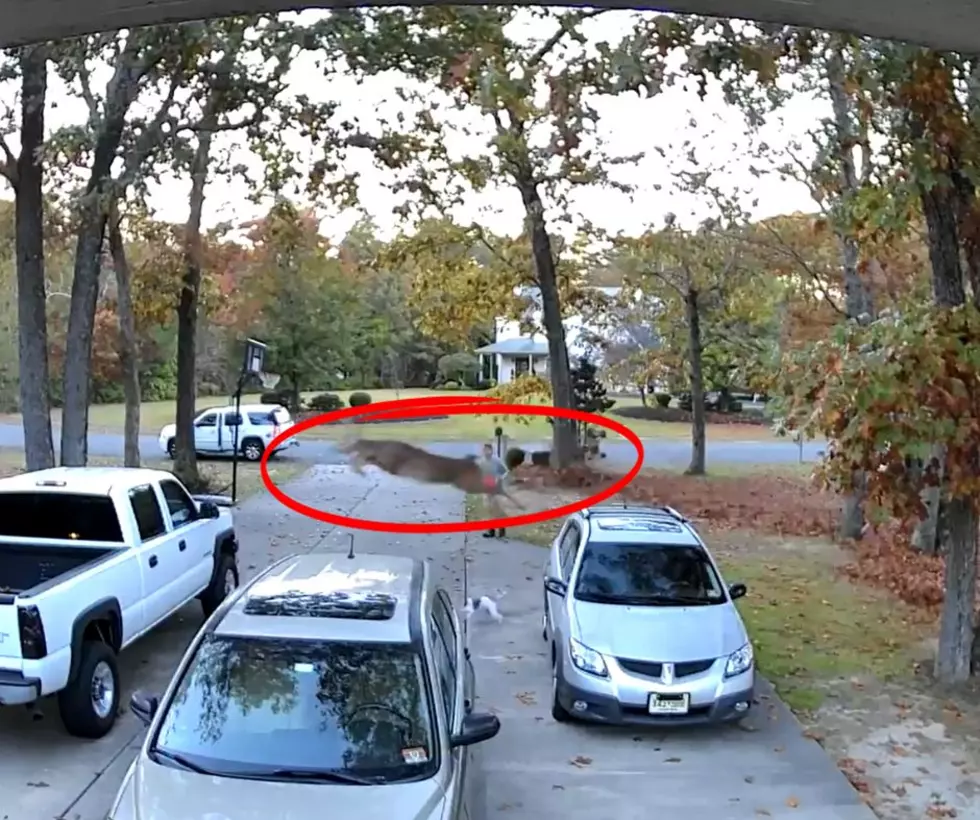Amazing! Watch Deer in Mays Landing Leap Into Truck Bed