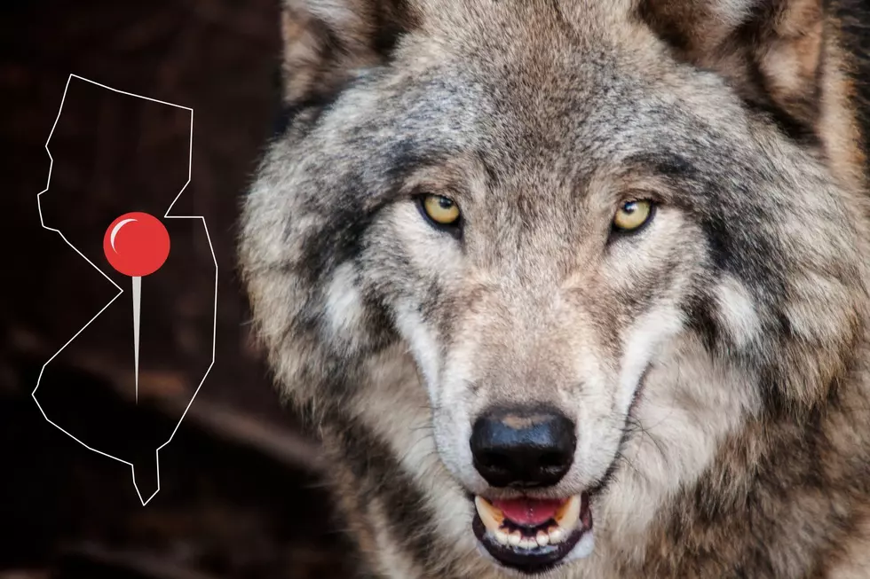 The Top 4 Most Dangerous Animals In The World Live In New Jersey