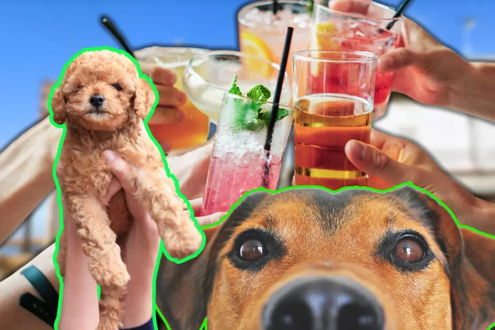 Bring Your Fur Baby To All New “Yappy Hour” At Popular North Wildwood Hot Spot