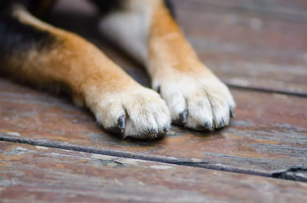 Pleasantville, NJ, man pleads guilty to beating puppy in front of his daughter