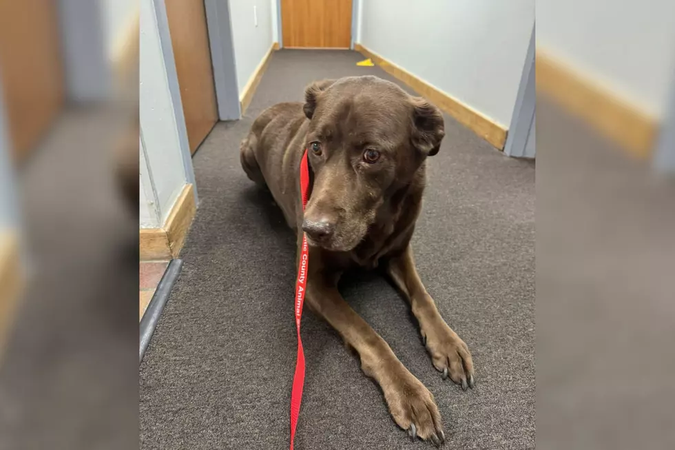 Cops In South Jersey Searching For Linwood Dog Owners