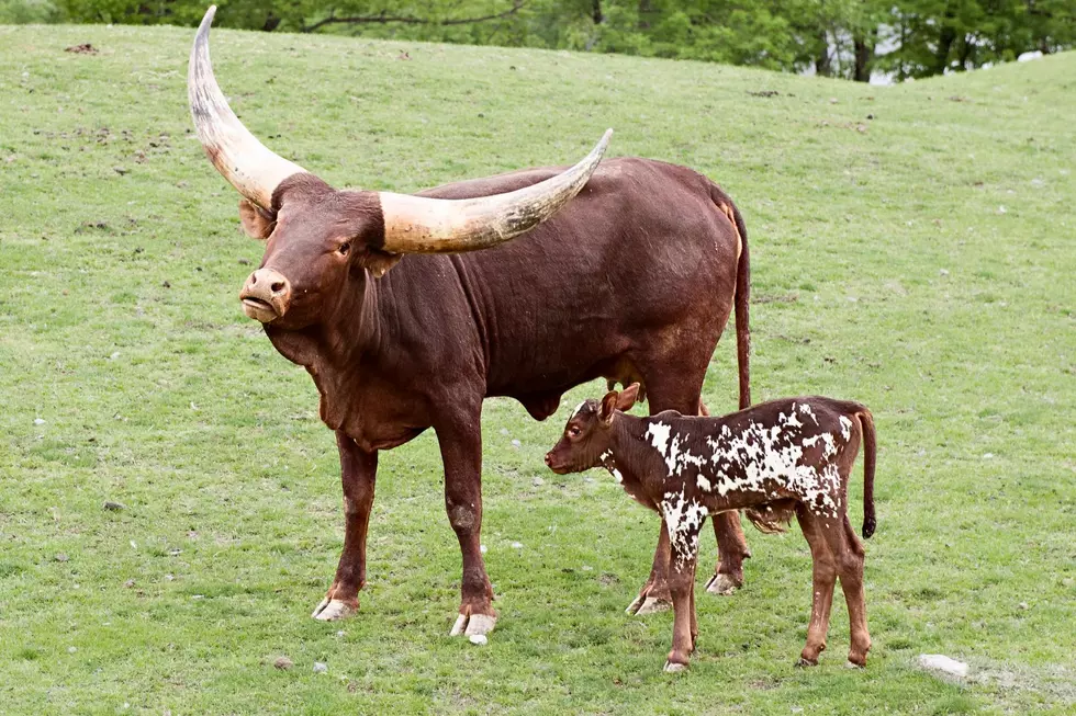 Meet Wendy, The Baby Watusi, At Fox Run Acres This Summer