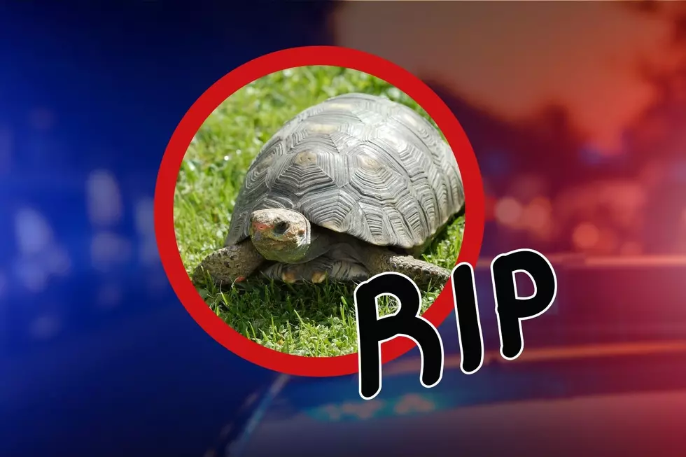 Elderly Man Dies Trying To Rescue A Turtle In Traffic On I-95