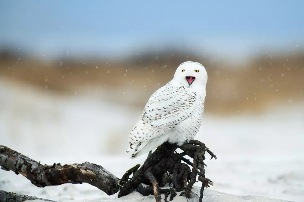Hedwig Spotted Hanging In The Dunes At The Beach In New Jersey