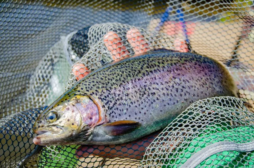 South Jersey Ponds (Including Birch Grove In Northfield) Stocked For Trout Season