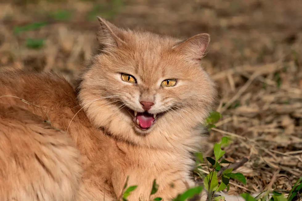 An evil and cunning red fluffy Siberian cat lies on the ground in the street in the heat and hisses grinning with a nasty sly muzzle. Aggressive and mischievous pet outside on the street.